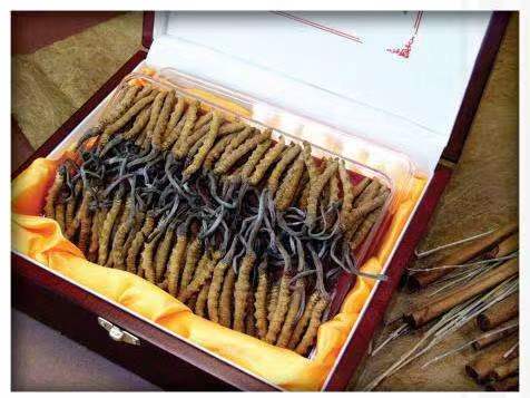 东城街道冬虫夏草回收